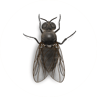 Black fly illustration
