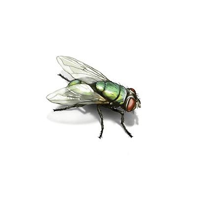Bottle fly illustration