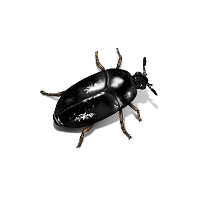 Black beetle image