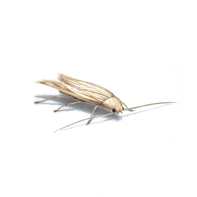 White clothes moth image
