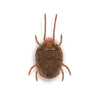 Clover mite illustration