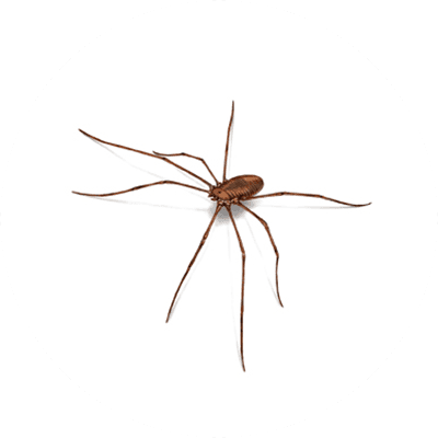 Daddy longleg illustration