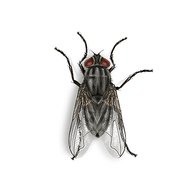 Face Fly Illustration