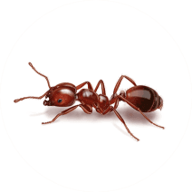 Ant Image