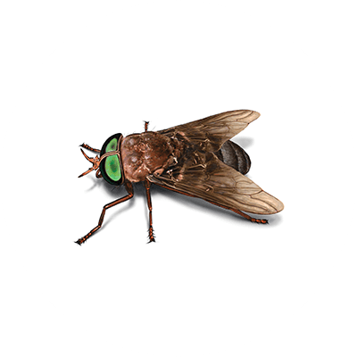 Horsefly illustration