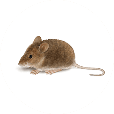 House mouse illustration
