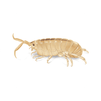 Sand flea illustration