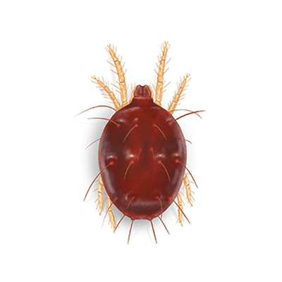 Southern Red Mite Illustration