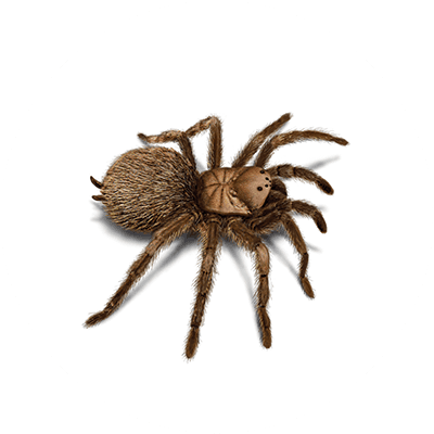 Tarantula illustration