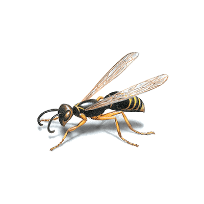 Wasp image